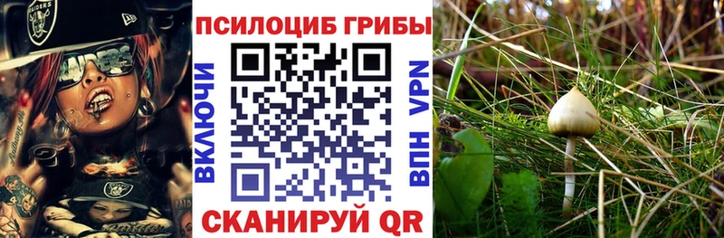 Галлюциногенные грибы Psilocybine cubensis  где найти   Инза 